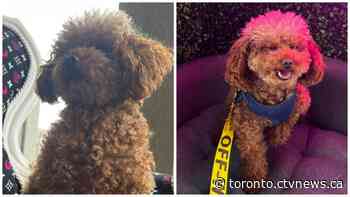 Tea-cup poodle missing after armed carjacking in Oakville