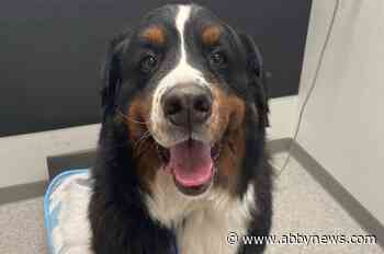 Late therapy dog ‘Dogtor Burke’ leaves lasting legacy at B.C. hospitals