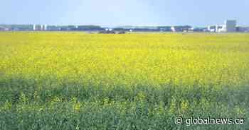 Federal government called on to aid Sask. farmers during drought