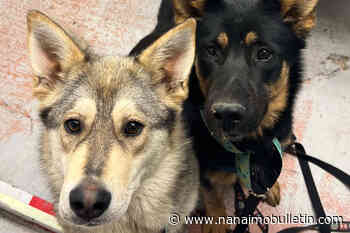 Abandoned dogs with porcupine quills in their faces left outside BC SPCA centre