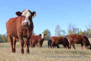 B.C farmers facing feed, hay shortages amid drought, wildfires; province responding