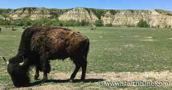 Minnesota woman severely injured in bison attack in Theodore Roosevelt Park in N.D.
