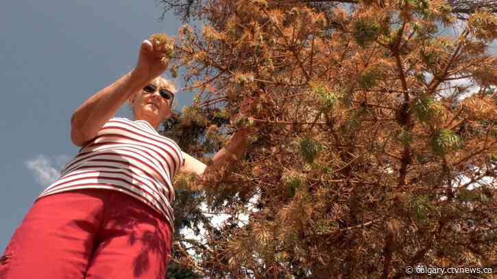 'We're in about year four': Ongoing infestation threat hangs over Calgary spruce trees this summer