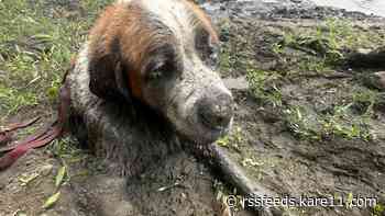 Lost dog rescued from mucky Minnesota riverbank