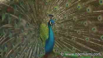 Peacocks in Pinecrest: County approves plan to control ‘critical mass' of colorful birds