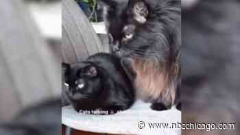 Pet influencers from across the country head to Chicago this weekend for PetCon