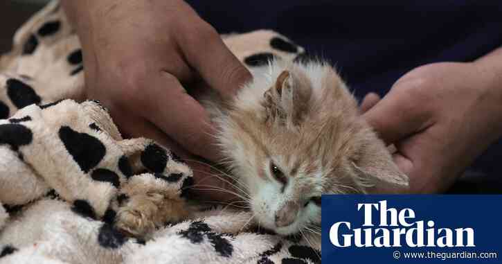 Experts warn about feline coronavirus after ‘thousands’ of cat deaths in Cyprus