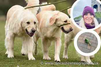 Undercover team to target issue of dog fouling in Darwen