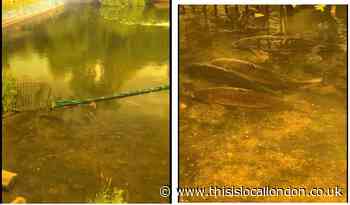 Carp die in Hampstead Heath pond after algal bloom