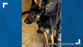 York-Poquoson Sheriff's Office needs help naming new K9