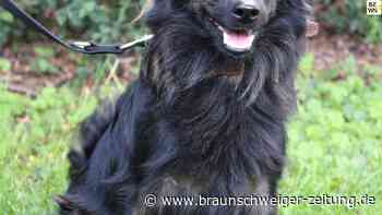 Spitz-Mischling sucht neues Zuhause in Braunschweig