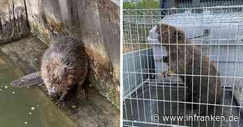 Bamberg: Gleich zwei Biber in Not - Wasserschutzpolizei bei Rettungsaktion im Einsatz