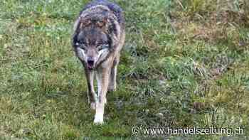 Einzelwolf im Wallis nach Nutztierrissen abgeschossen
