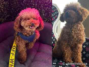 Brazen late-night carjacking and a ‘brown, tea-cup poodle’ along for the ride