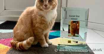 North Tyneside rescued moggie who nearly died as a kitten wins at the National Cat Awards
