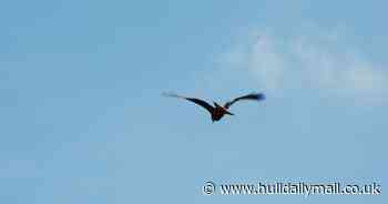 Dad catches picture of 'pterodactyl' flying over nature reserve