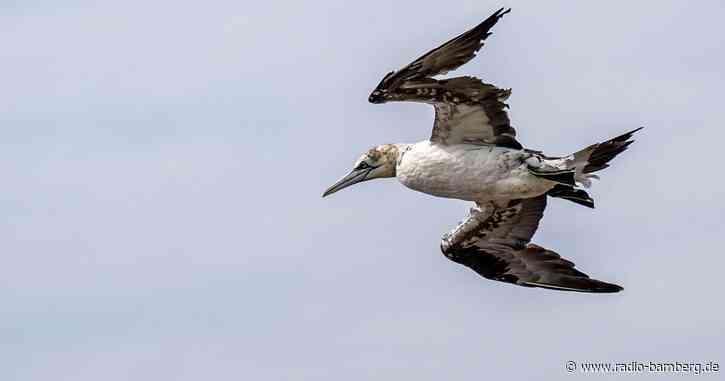 Geschwächter Basstölpel verirrt sich vom Meer nach Bayern