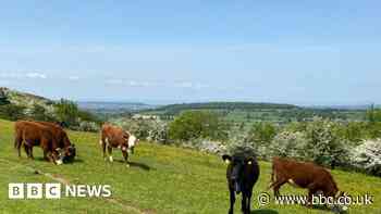 Virtual fencing introduced for grazing Mendip cows