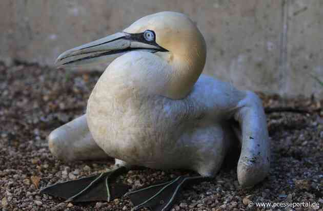 Sensation: Basstölpel in Bayern bruchgelandet / Hochseevogel in der Oberpfalz gefunden - geschwächtes Tier wird in LBV-Vogelauffangstation gepflegt - Auswilderung an der Nordsee geplant
