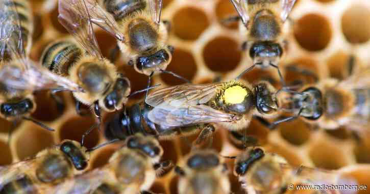 Freunde der Biene Maja aufgepasst!