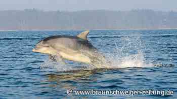 „Flipper“ beim Militär: Kampfdelfine im Kriegseinsatz