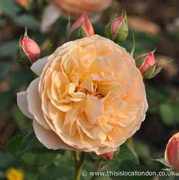 The Real Flower Company: five scented roses to grow at home