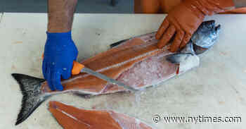 The Fate of Alaska’s King Salmon and Starving Orcas