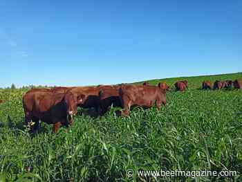 Consider annual forages, cover crops when hay production is down