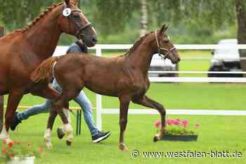 Fohlen aus Stemwede siegt bei „Mutter-und Kind-Show“