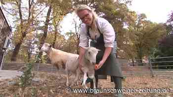 Sechs-Beinen-Schaf wird in Leipzig auf Operation vorbereitet