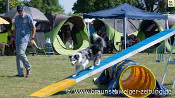 Agility - nur als Team sind Mensch und Hund erfolgreich