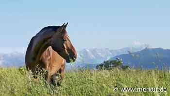 Dachau: Mit Peitsche auf Pferd eingeschlagen