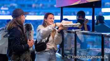 Fans ate a record-breaking number of hot dogs at Rogers Centre last night. Here's the average per person