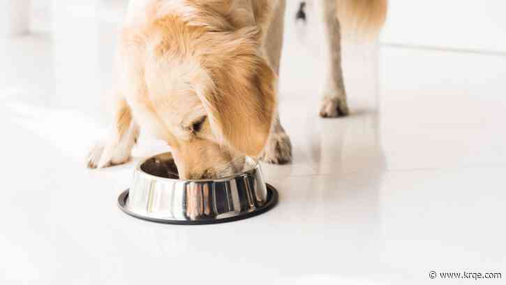 LIST: Dog-friendly eateries in Albuquerque