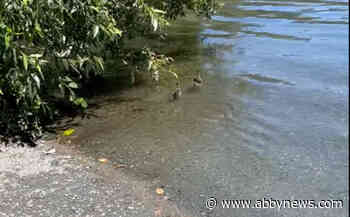 Swimming free: B.C. wildlife rescue group releases orphaned ducks in video