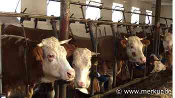 Ärger über PETA-Protest in Rottach-Egern: Solidarität für Landwirte