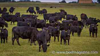 New study uses gene prediction tool to select premium grade Angus herds