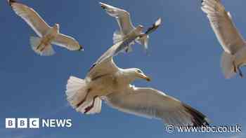 Seagull poo may be to blame for poor Southsea pier water quality