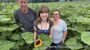 Pick sunflowers at this Griswold farm to help make wishes come true for CT children