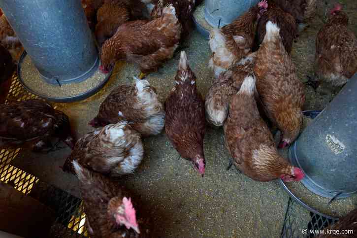 Feds launch probe after 16-year-old boy dies at Mississippi poultry plant