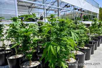 Pot Sales Approved for Events in New York After Farmers Complain There Are Too Few Dispensaries