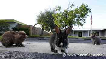 Domestic rabbits ‘hopping' to find new owners after being released illegally in Broward County