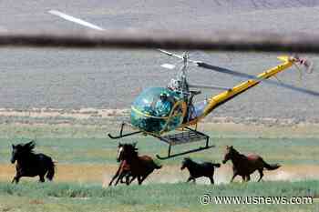 11 Mustangs Die in US Roundup in Nevada Caught on Video, Showing Horses With Broken Necks