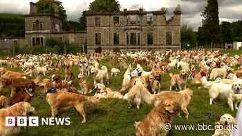 Hundreds of golden retrievers gather in the Highlands