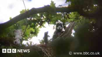 First white-tailed eagle in 240 years born in south of England