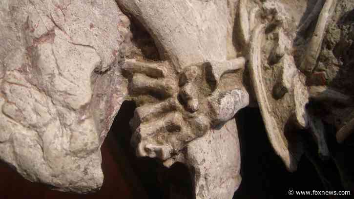 Early mammals may have hunted dinosaurs, rare China fossil suggests