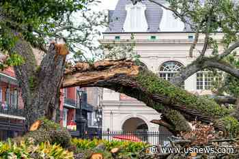 Family Sues New Orleans After a Falling Tree Badly Injures Teen