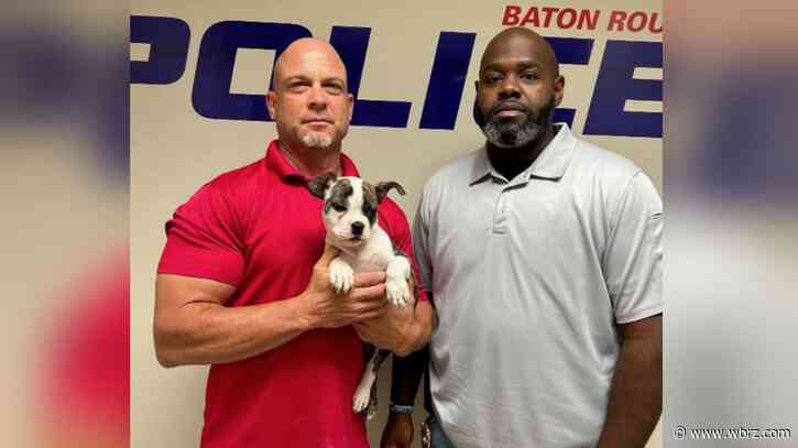 Robbers stole puppy at gunpoint after luring owner into trap; dog found safe