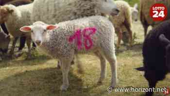 c/o Setzkorn Kemper: So sieht die bislang größte Kampagne von Lotto24 aus