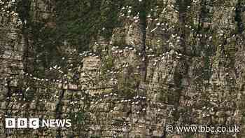 Bird flu investigation after Bempton Cliffs seabird deaths